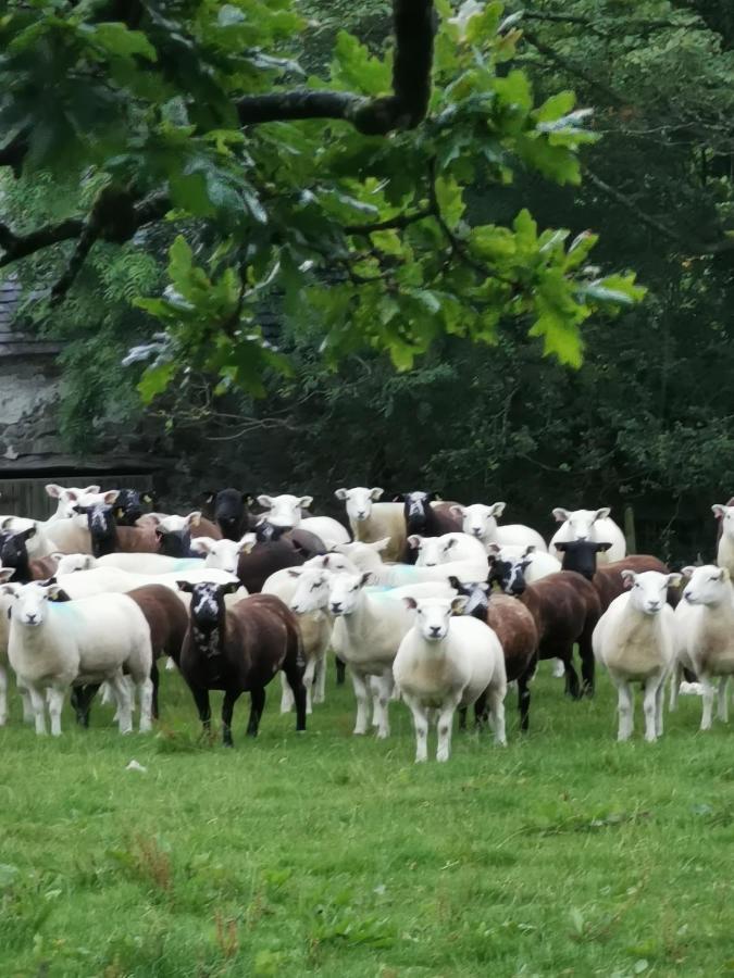 Rainors Farm Cottage Gosforth  Esterno foto