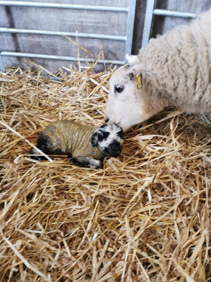 Rainors Farm Cottage Gosforth  Esterno foto